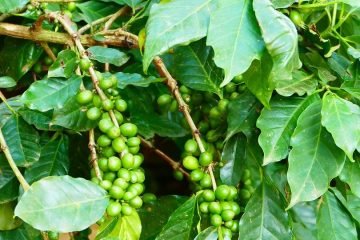Foto von grünen Kaffeebohnen an der Pflanze © LoggiaWiggler auf Pixabay